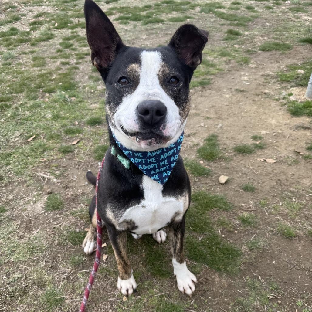 Scooter, a Adoptable mixed breed in Concord, NC image 4/6