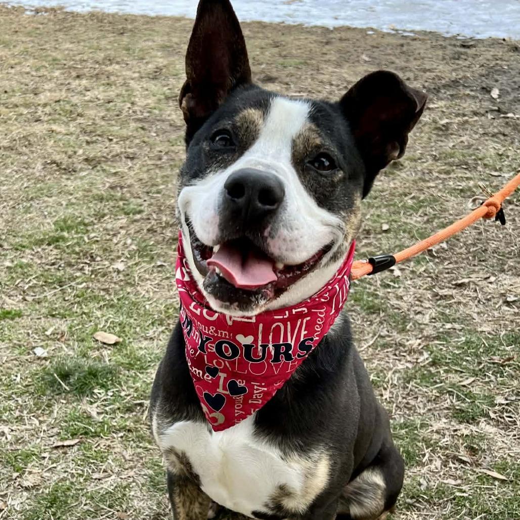 Scooter, a Adoptable mixed breed in Concord, NC image 6/6
