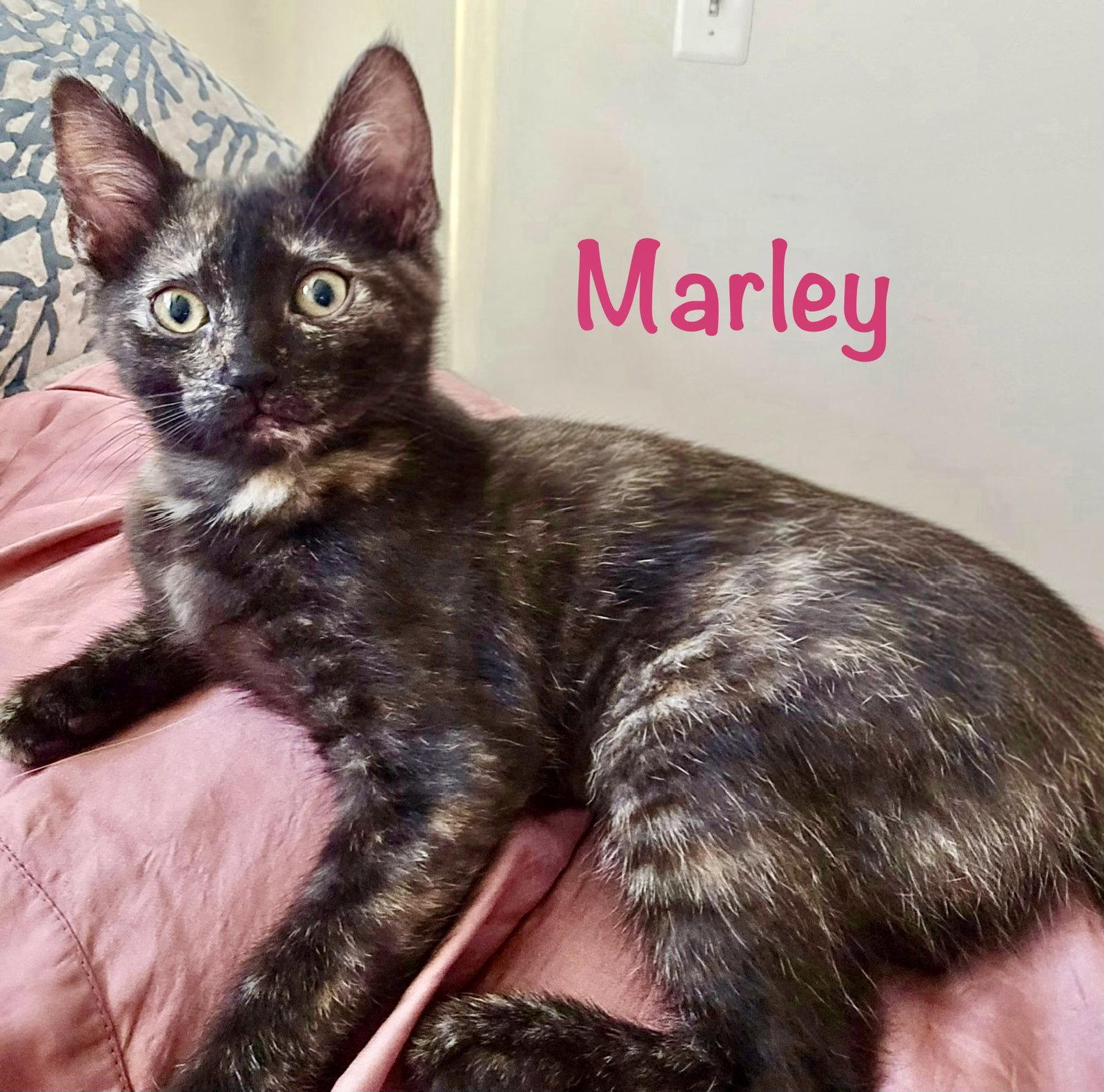 Enlarge Marley, a Adoptable Domestic Short Hair in Reston, VA image 1/3