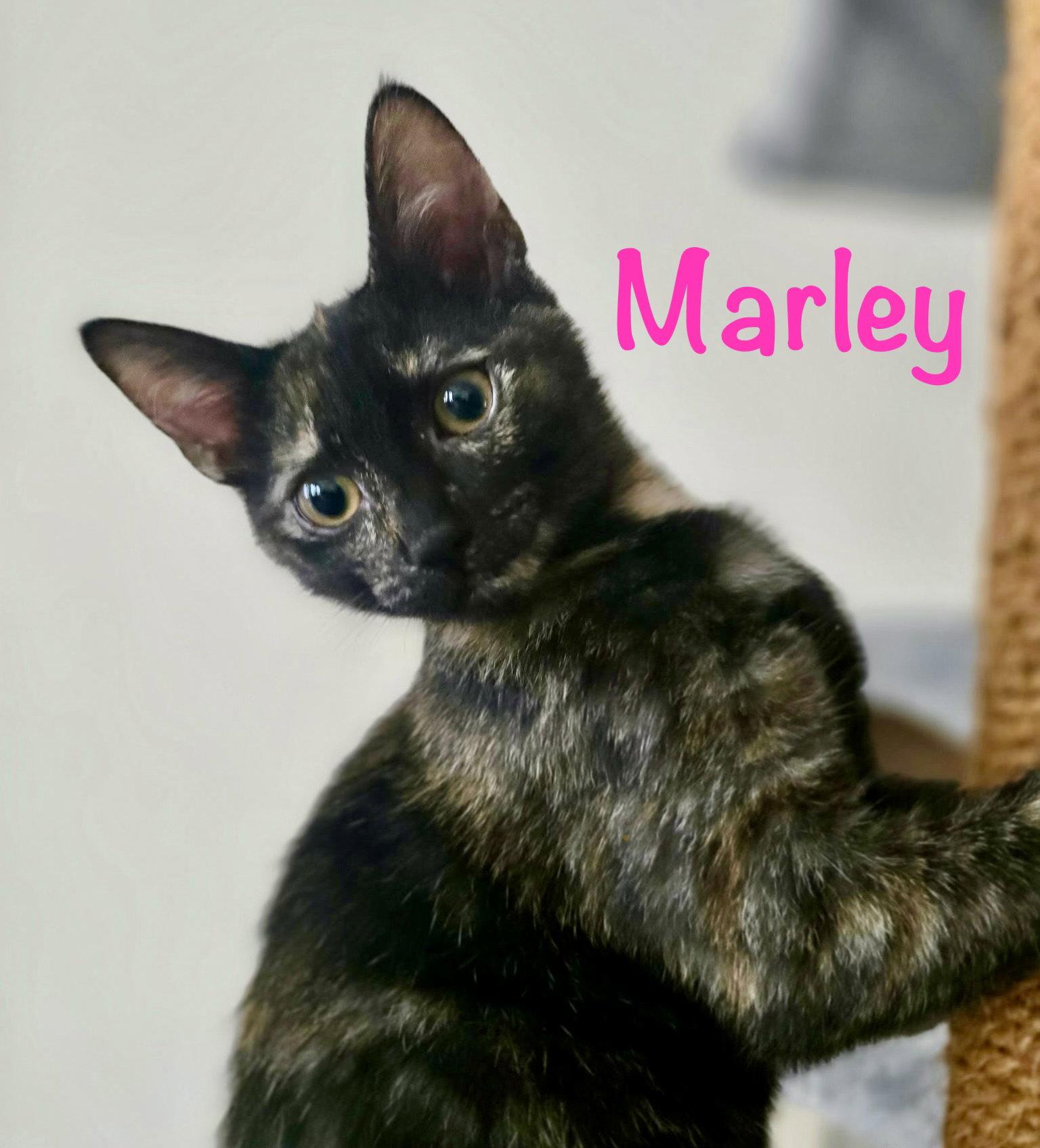 Enlarge Marley, a Adoptable Domestic Short Hair in Reston, VA image 1/3