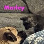 Enlarge Marley, a Adoptable Domestic Short Hair in Reston, VA image 3/3