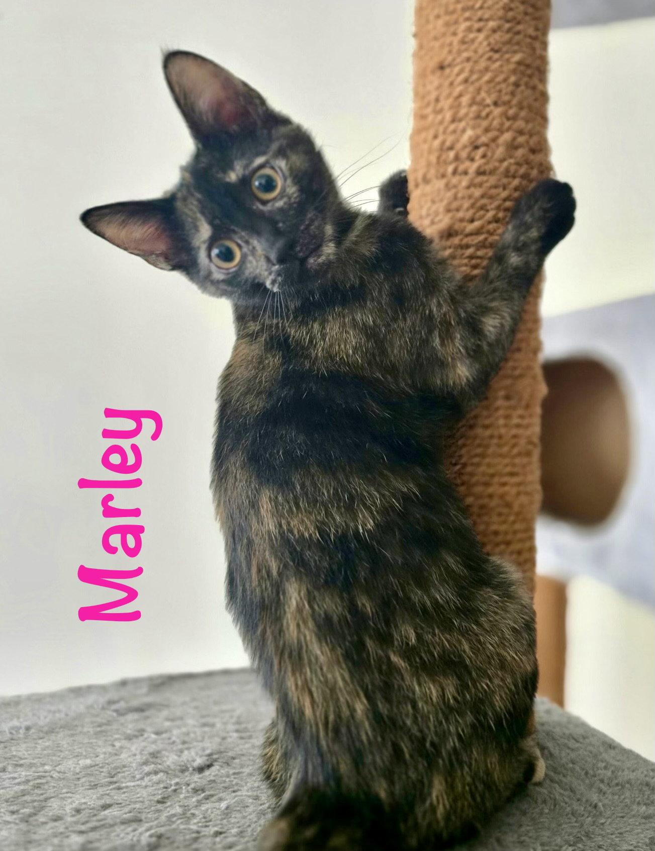 Enlarge Marley, a Adoptable Domestic Short Hair in Reston, VA image 2/3