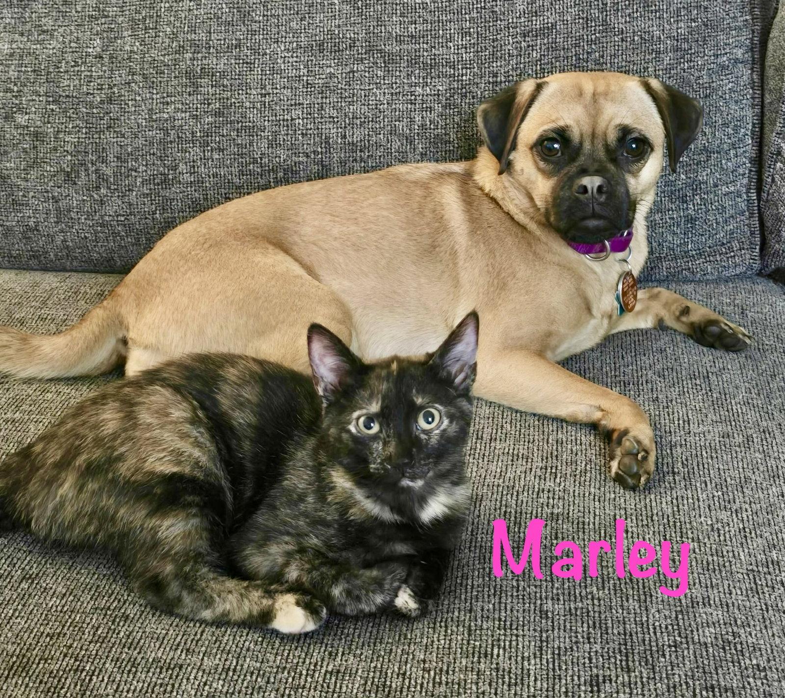 Enlarge Marley, a Adoptable Domestic Short Hair in Reston, VA image 3/3