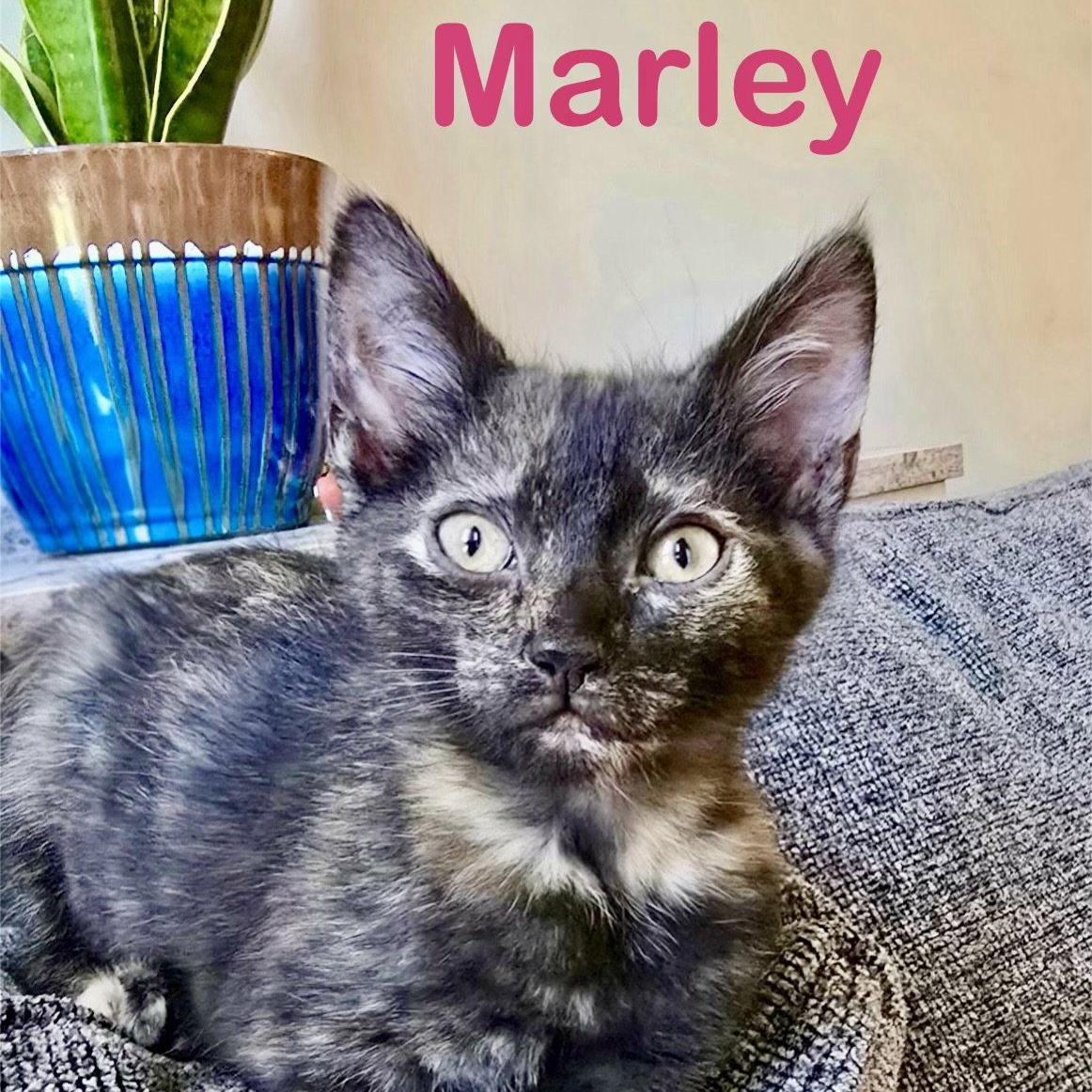 Marley, Adoptable, Kitten Female Domestic Short Hair.