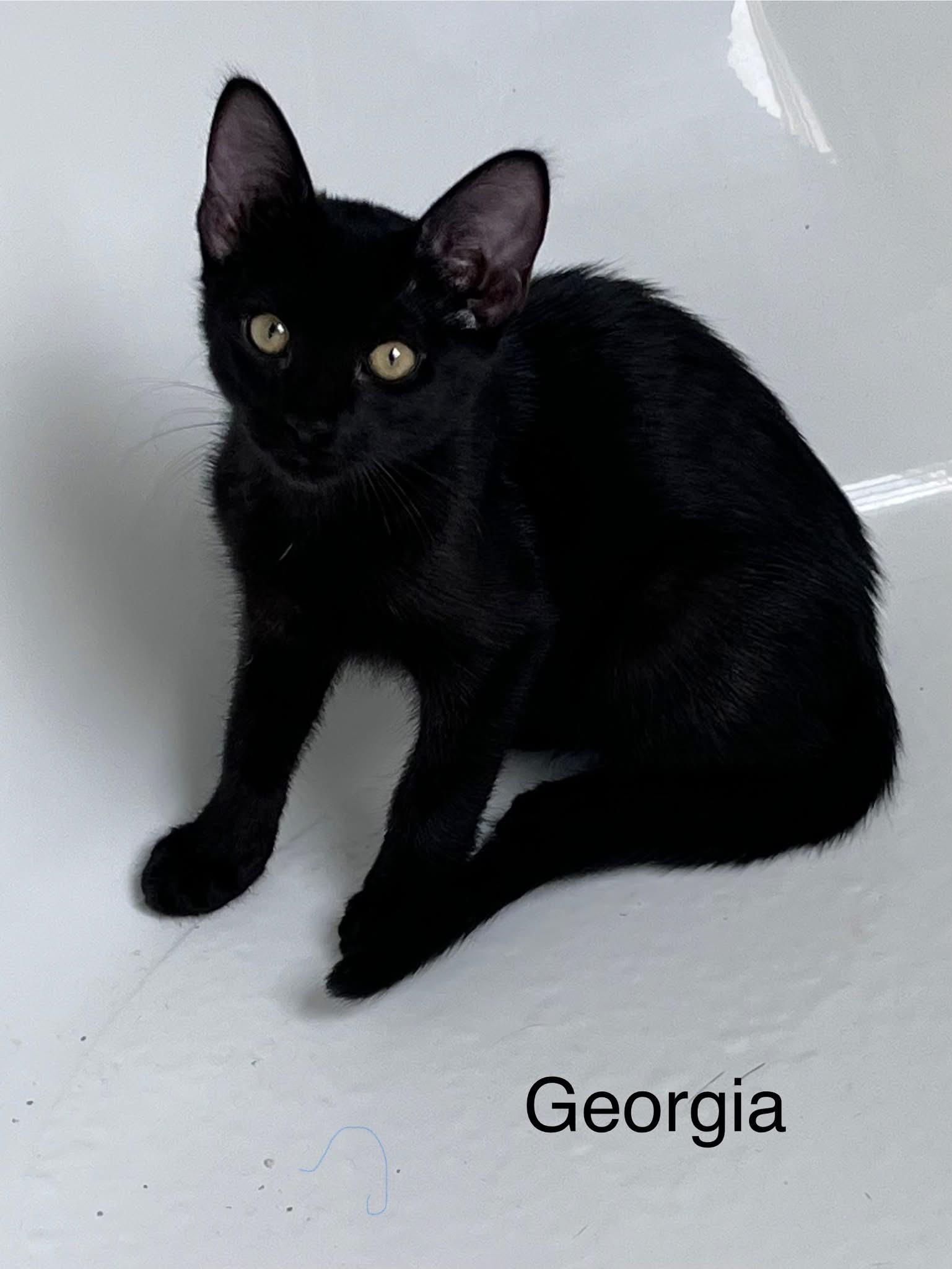Georgia
