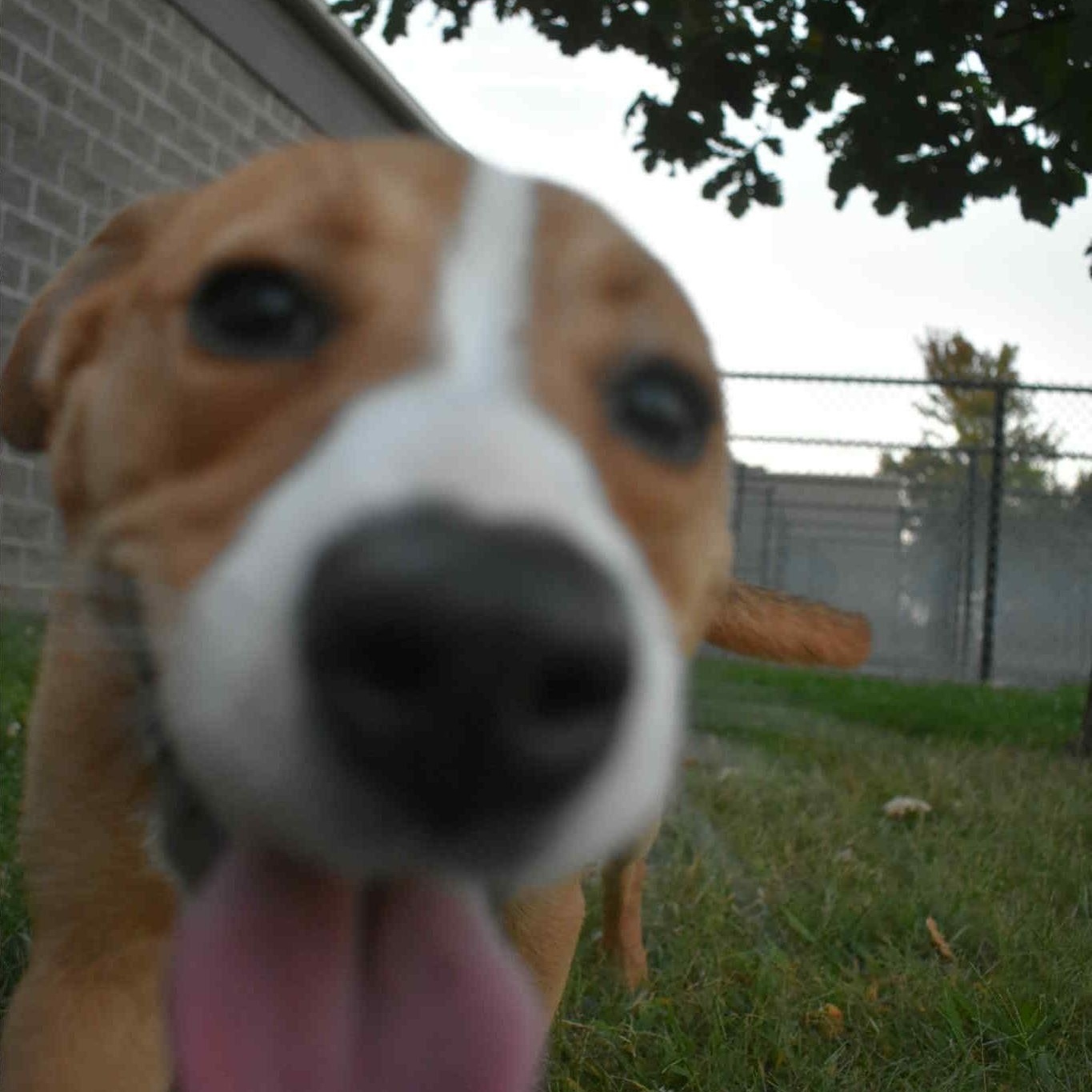 Rumi, an adoptable mixed breed in Valparaiso, IN image 4/6