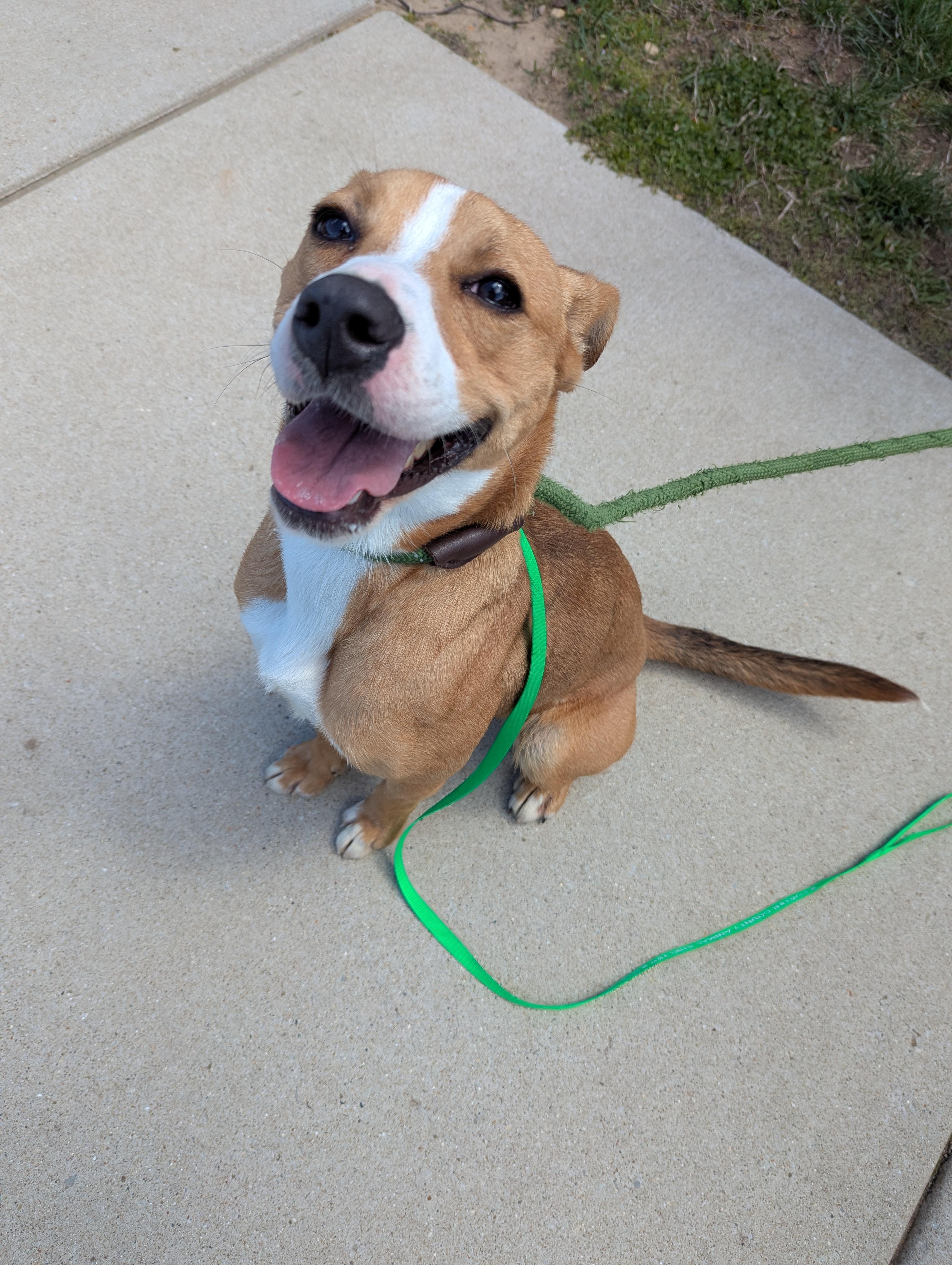 Rumi, an adoptable mixed breed in Valparaiso, IN image 3/6