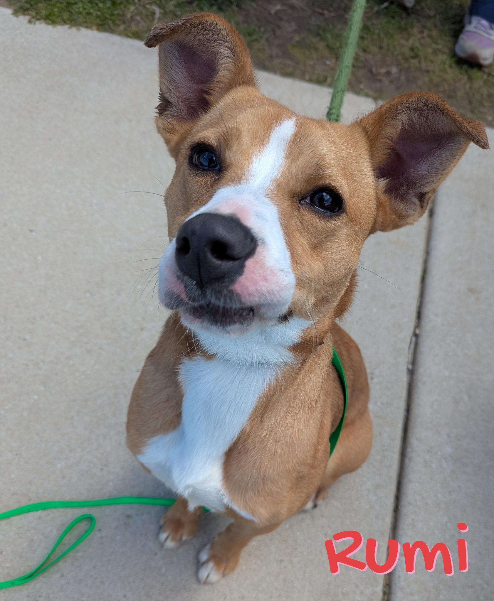 Rumi, adoptable, Young Female Australian Cattle Dog / Blue Heeler & Pit Bull Terrier.