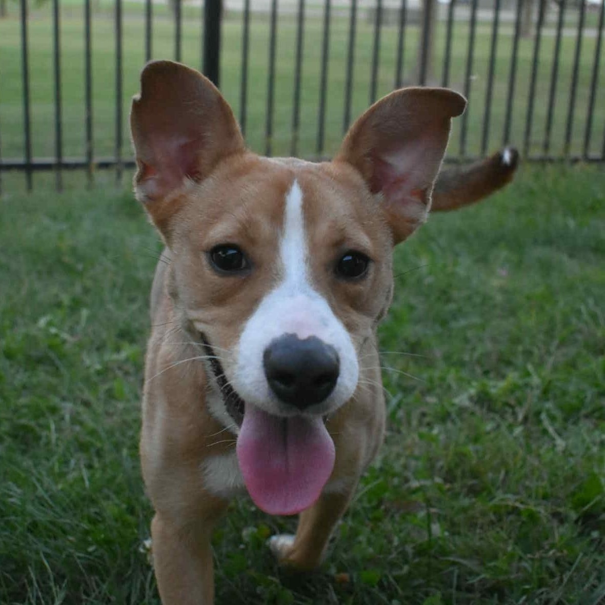 Rumi, an adoptable mixed breed in Valparaiso, IN image 5/6