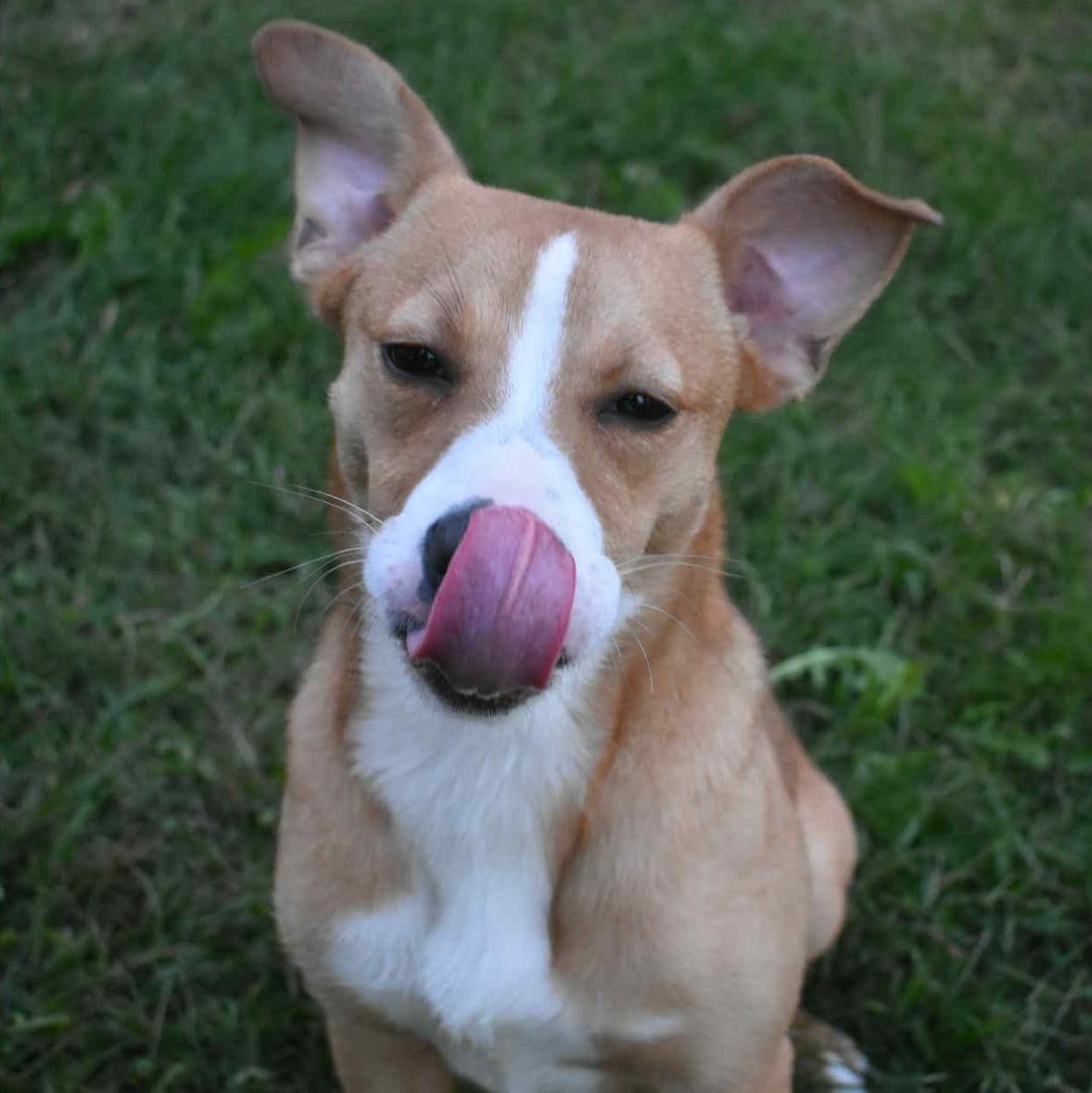 Rumi, an adoptable mixed breed in Valparaiso, IN image 6/6