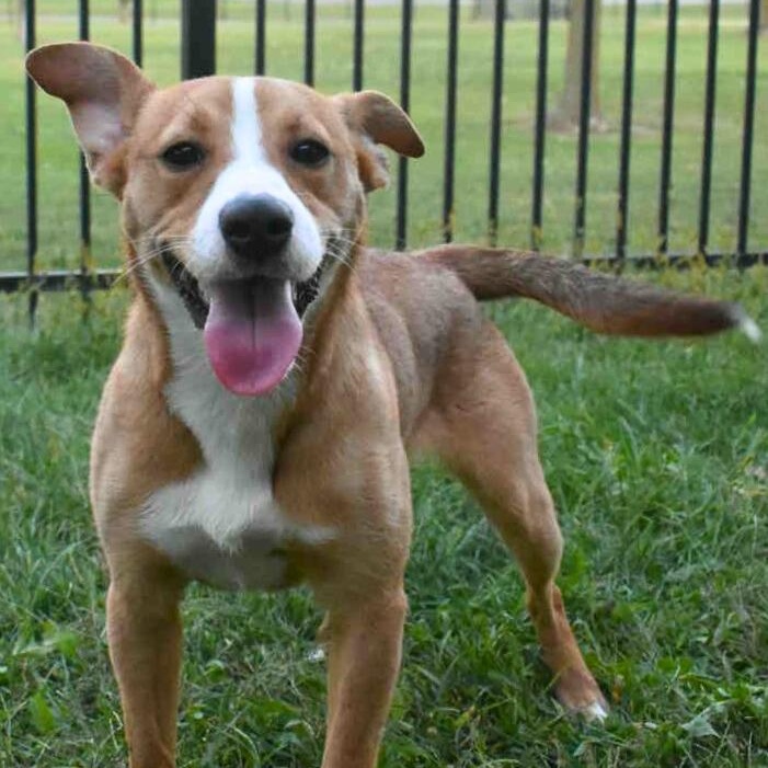 Rumi, an adoptable mixed breed in Valparaiso, IN image 2/6