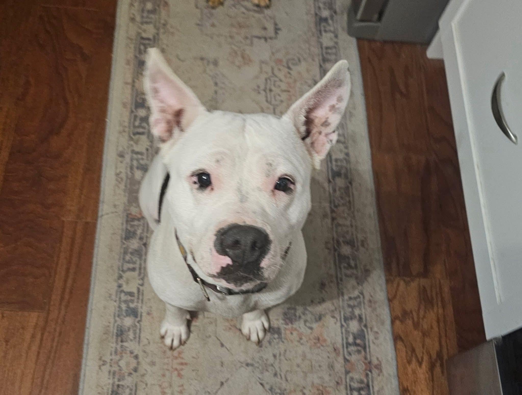 Luna, ADOPTABLE, Adult Female American Bully.