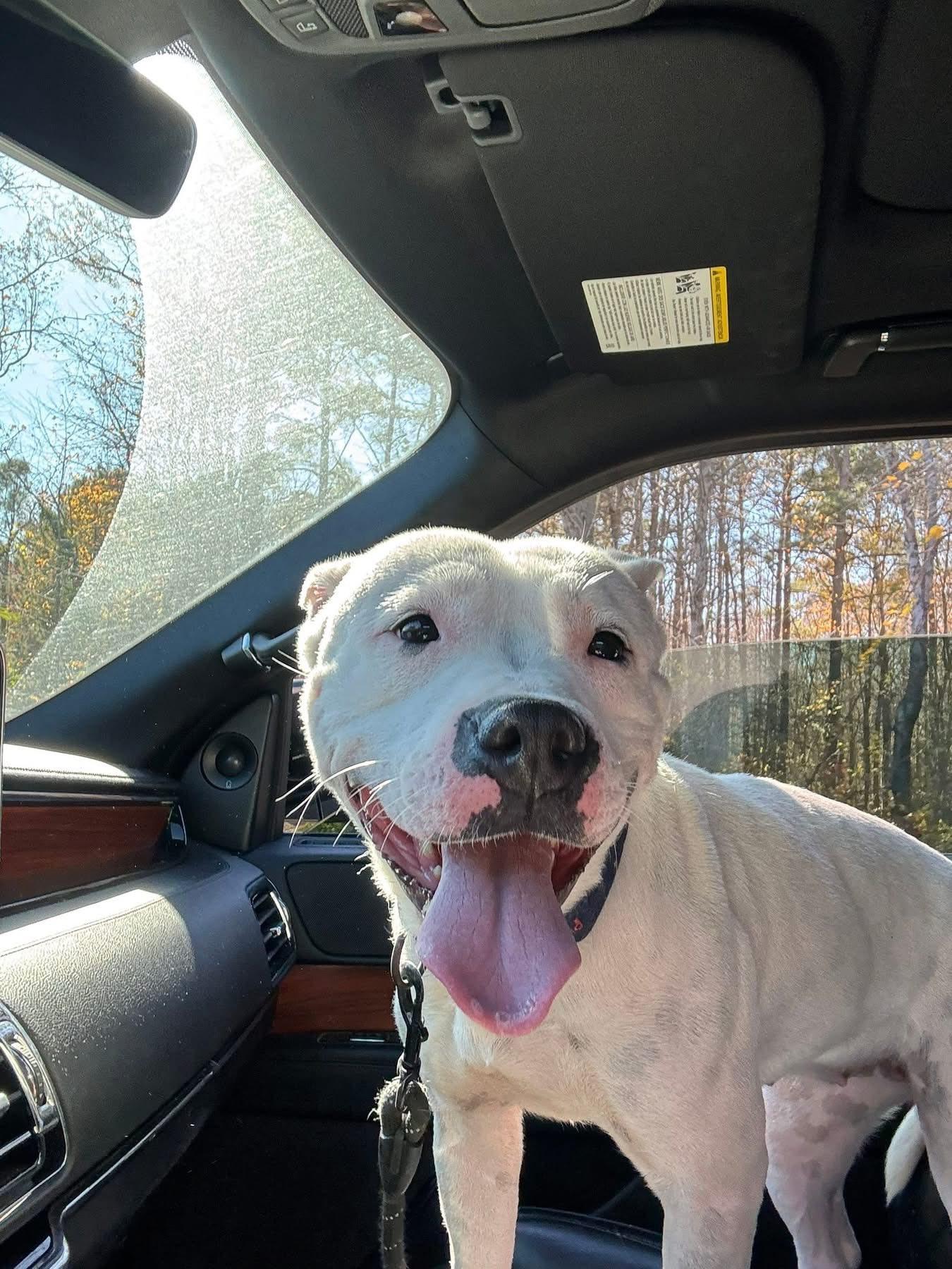 Enlarge Mama, a ADOPTABLE American Bully in Leonardtown, MD image 1/5