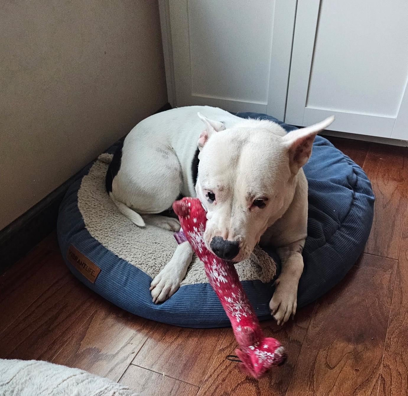 Luna, a ADOPTABLE American Bully in Leonardtown, MD image 2/6