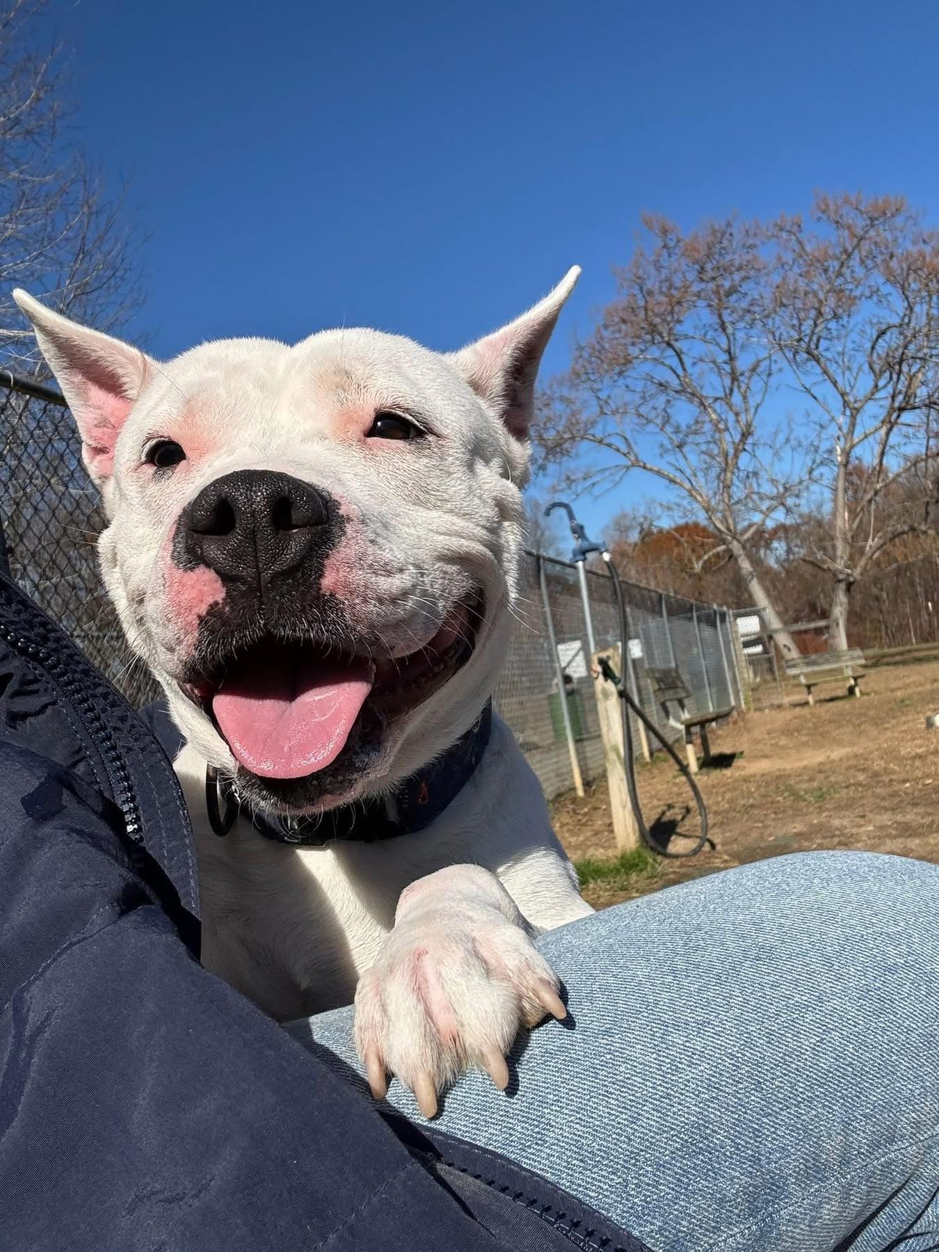Enlarge Mama, a ADOPTABLE American Bully in Leonardtown, MD image 2/5