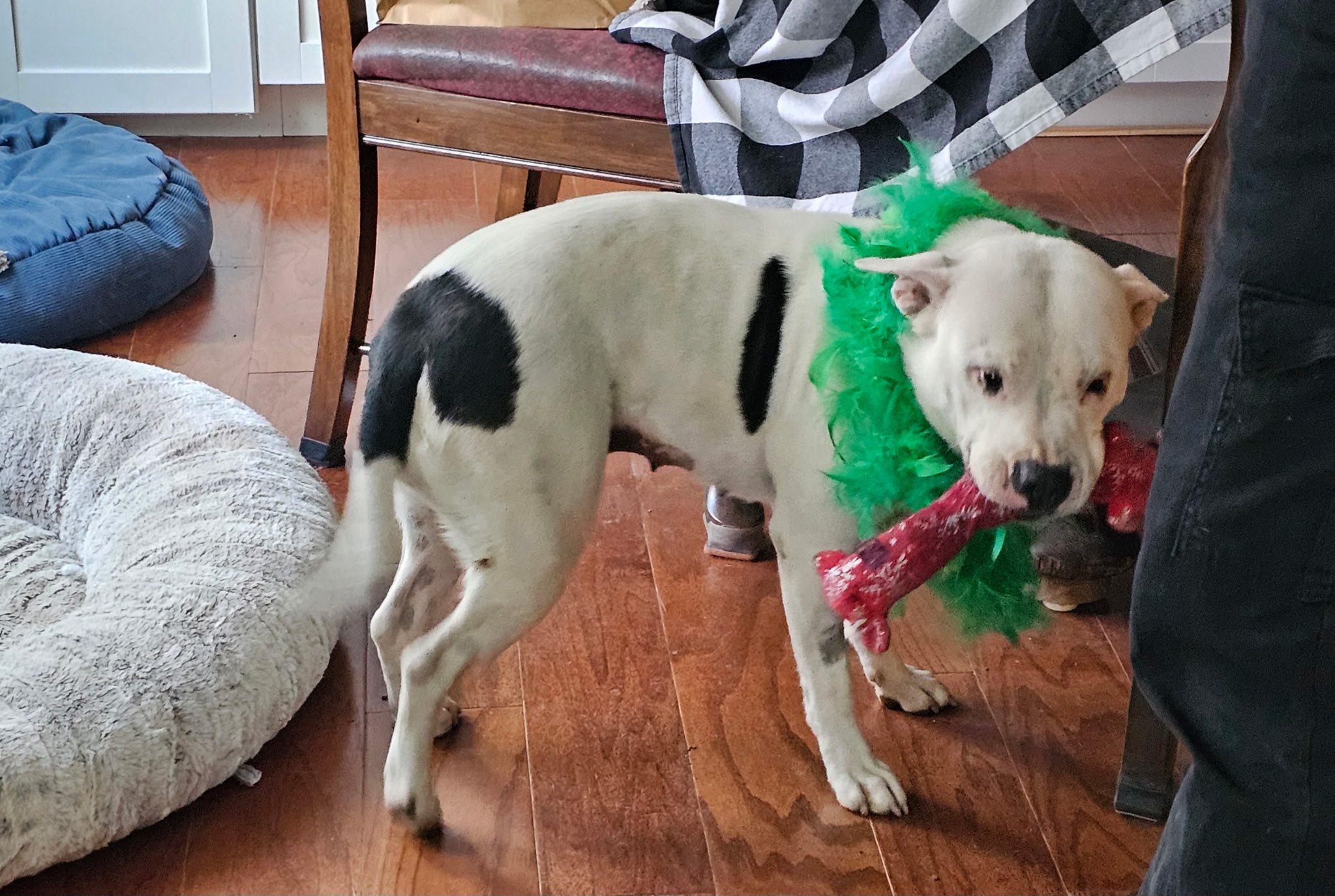 Luna, a ADOPTABLE American Bully in Leonardtown, MD image 3/6