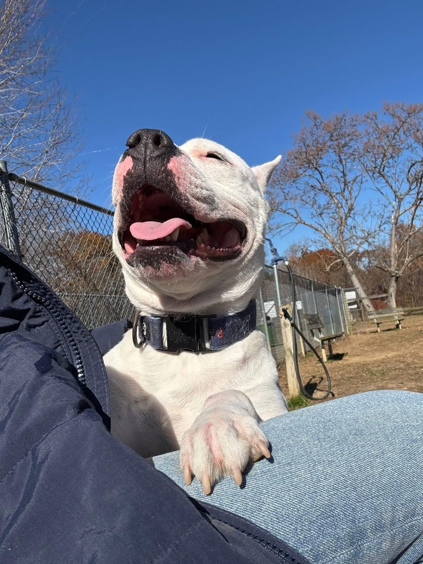 Enlarge Mama, a ADOPTABLE American Bully in Leonardtown, MD image 4/5
