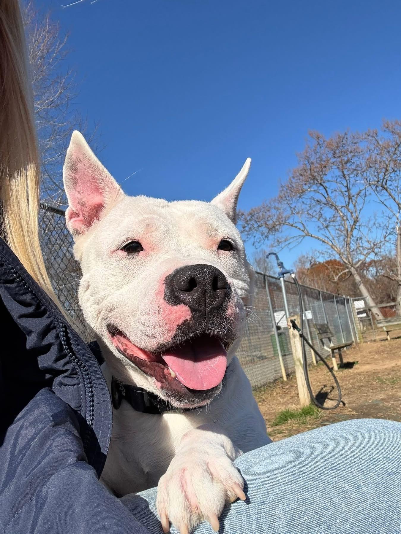 Enlarge Mama, a ADOPTABLE American Bully in Leonardtown, MD image 5/5