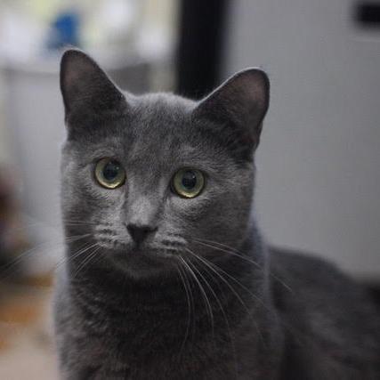 Sizzle, a Adoptable Domestic Short Hair in Charlottesville, VA image 1/5