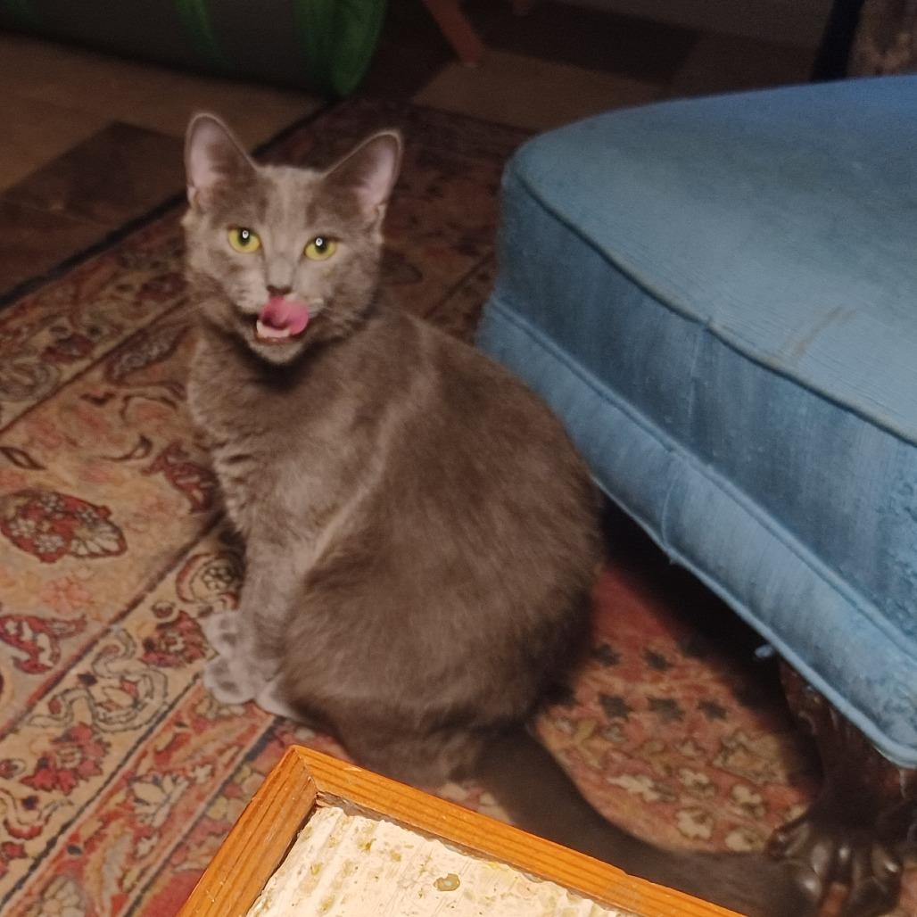 Sizzle, a Adoptable Domestic Short Hair in Charlottesville, VA image 2/5