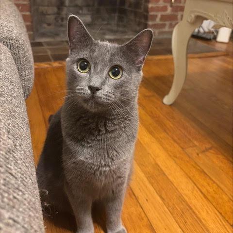 Enlarge Sizzle, a Adoptable Domestic Short Hair in Charlottesville, VA image 3/5