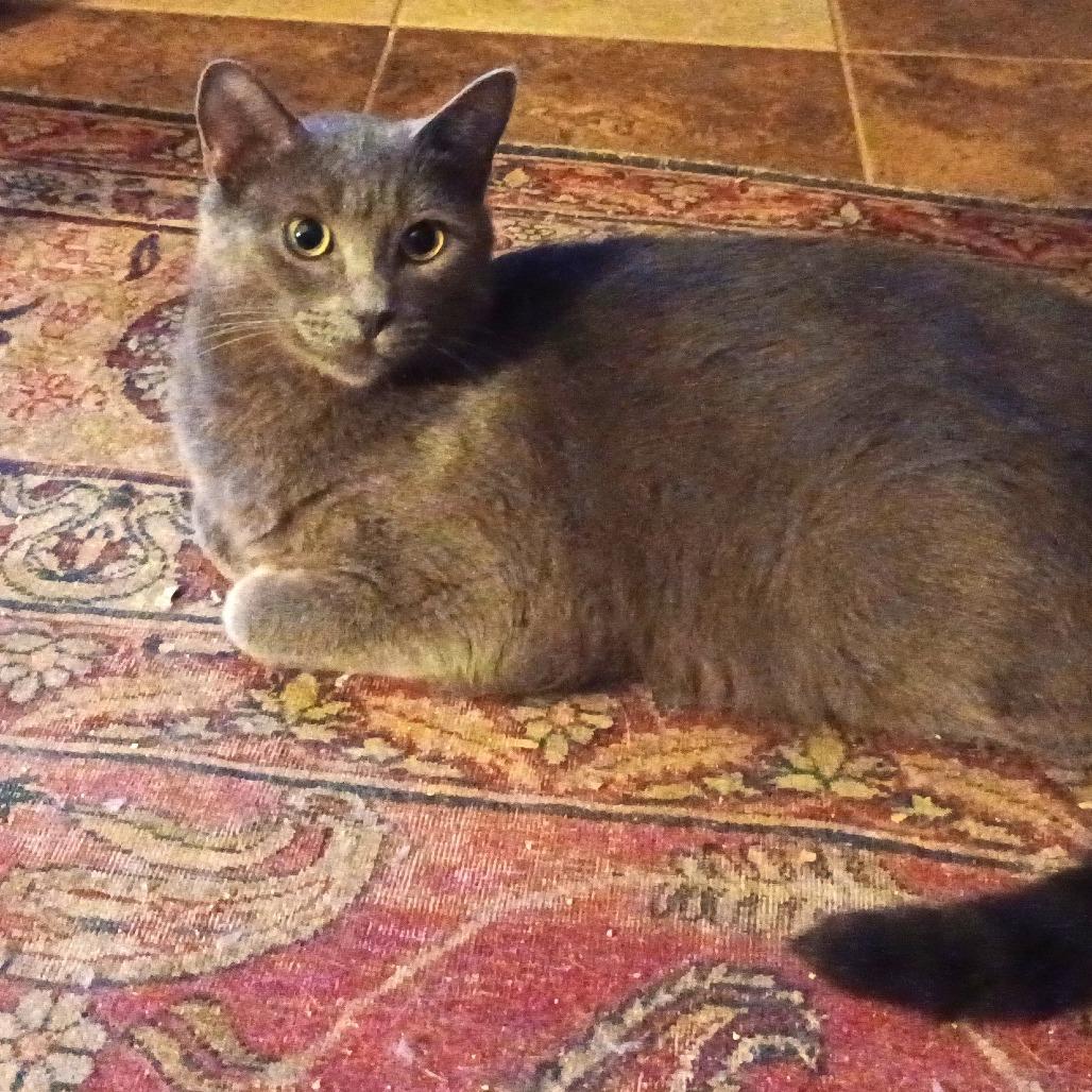 Enlarge Sizzle, a Adoptable Domestic Short Hair in Charlottesville, VA image 4/5