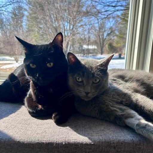 Enlarge Sizzle, a Adoptable Domestic Short Hair in Charlottesville, VA image 5/6