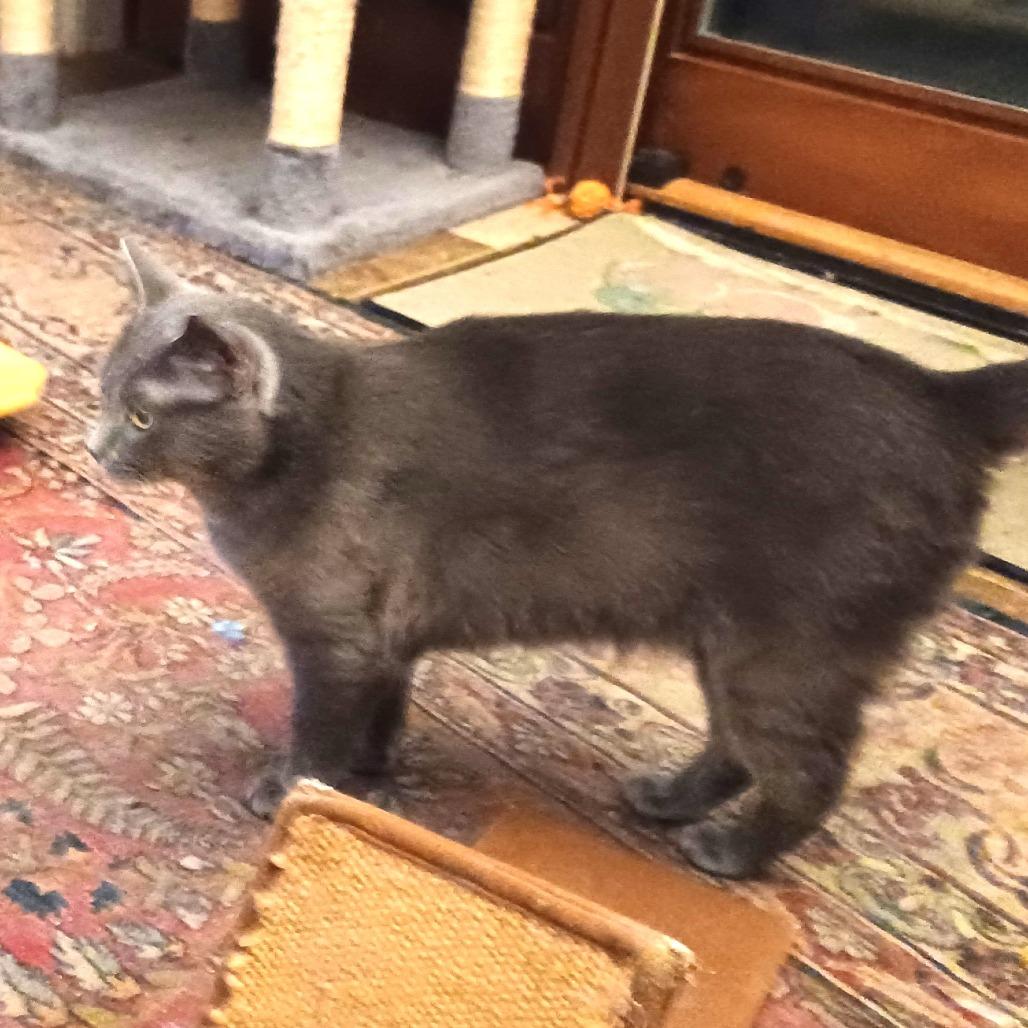 Sizzle, a Adoptable Domestic Short Hair in Charlottesville, VA image 3/5