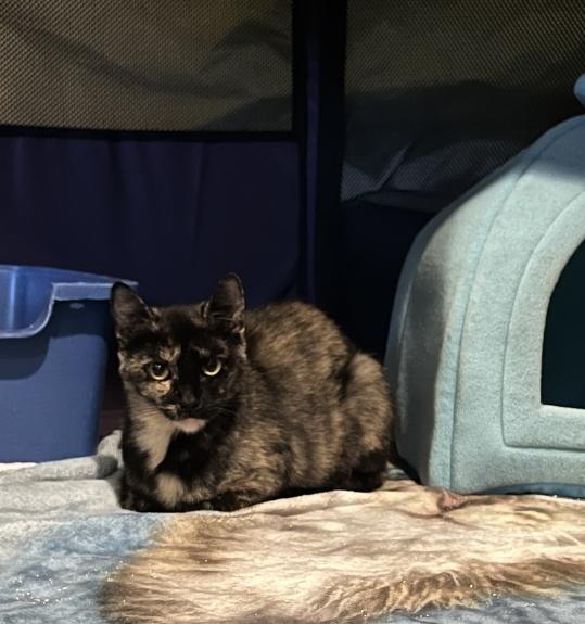 Catty - At Pet Supplies Plus, a Adoptable Domestic Short Hair in Kalamazoo, MI image 2/2