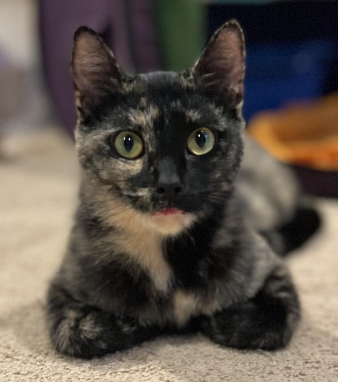 Catty - At Pet Supplies Plus, a Adoptable Domestic Short Hair in Kalamazoo, MI image 1/2