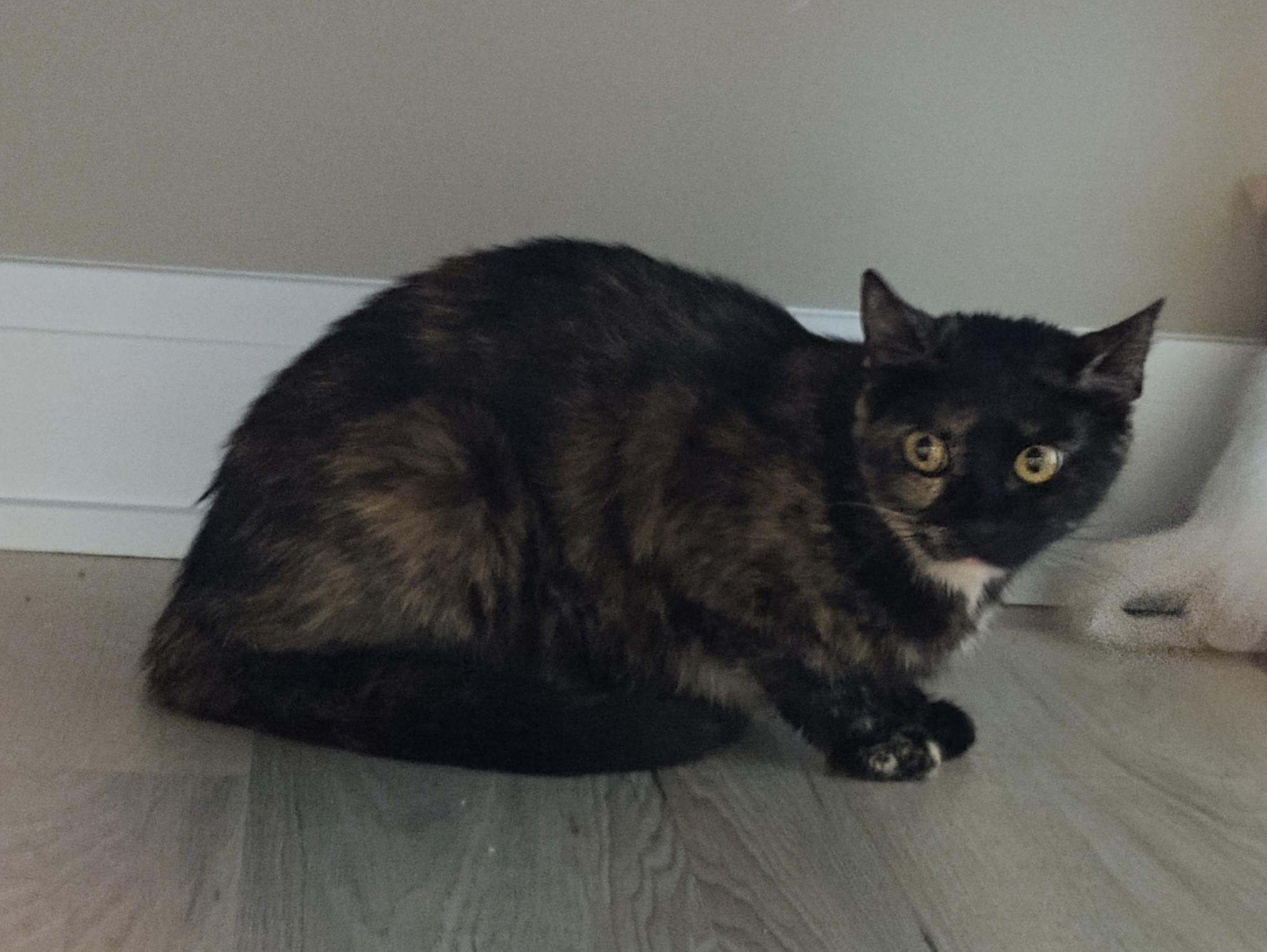 Pet Image
