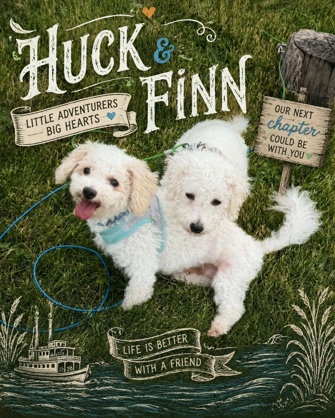 Enlarge Finn, a ADOPTABLE Bichon Frise in Cedar Rapids, IA image 3/5
