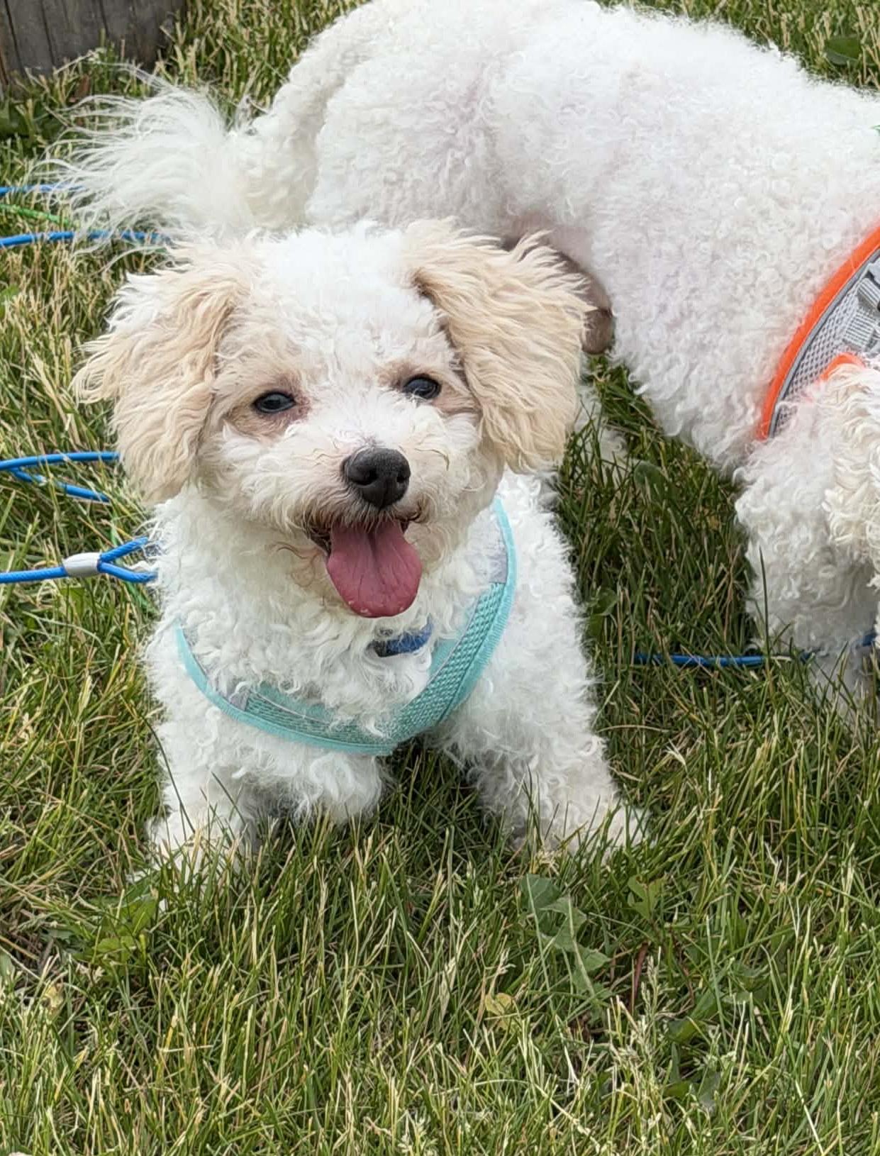 Enlarge Finn, a ADOPTABLE Bichon Frise in Cedar Rapids, IA image 4/5