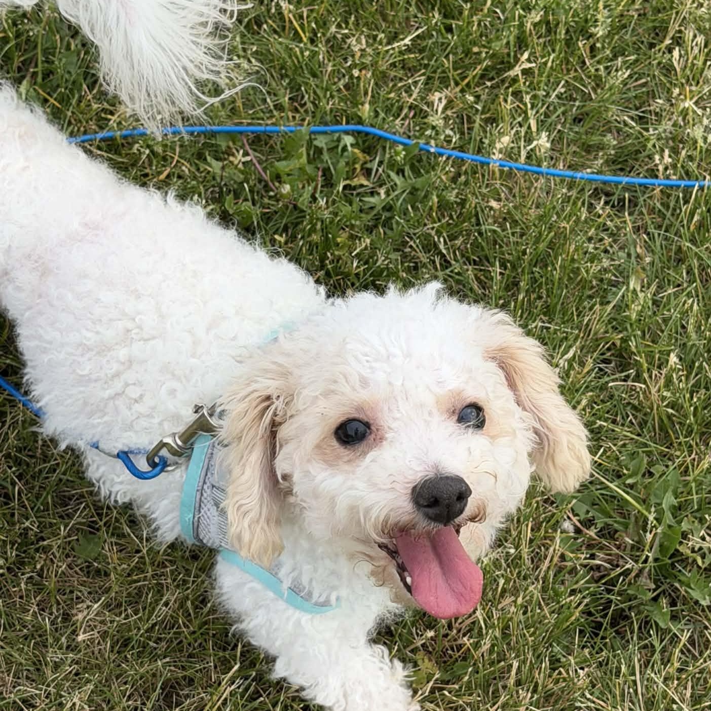 Finn, ADOPTABLE, Adult Male Bichon Frise.