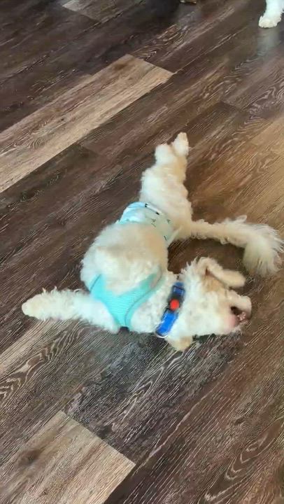 Enlarge Finn, a ADOPTABLE Bichon Frise in Cedar Rapids, IA video 2/5