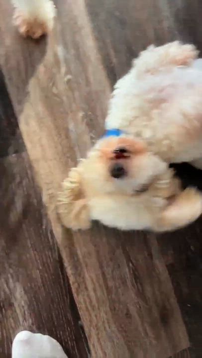 Enlarge Finn, a Adoptable Bichon Frise in Cedar Rapids, IA video 6/6