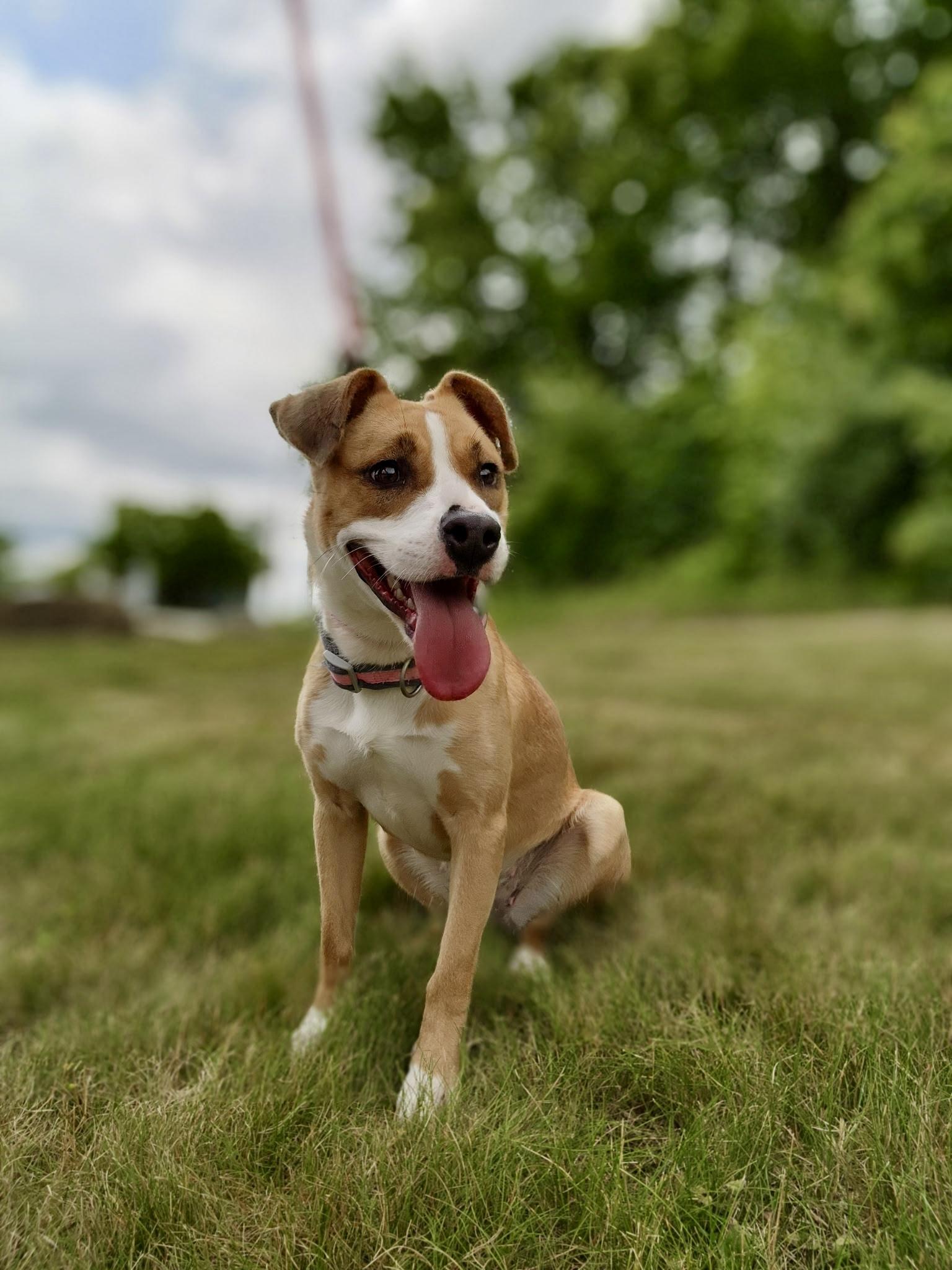 Enlarge Buttons, a ADOPTABLE mixed breed in Youngstown, OH image 2/2