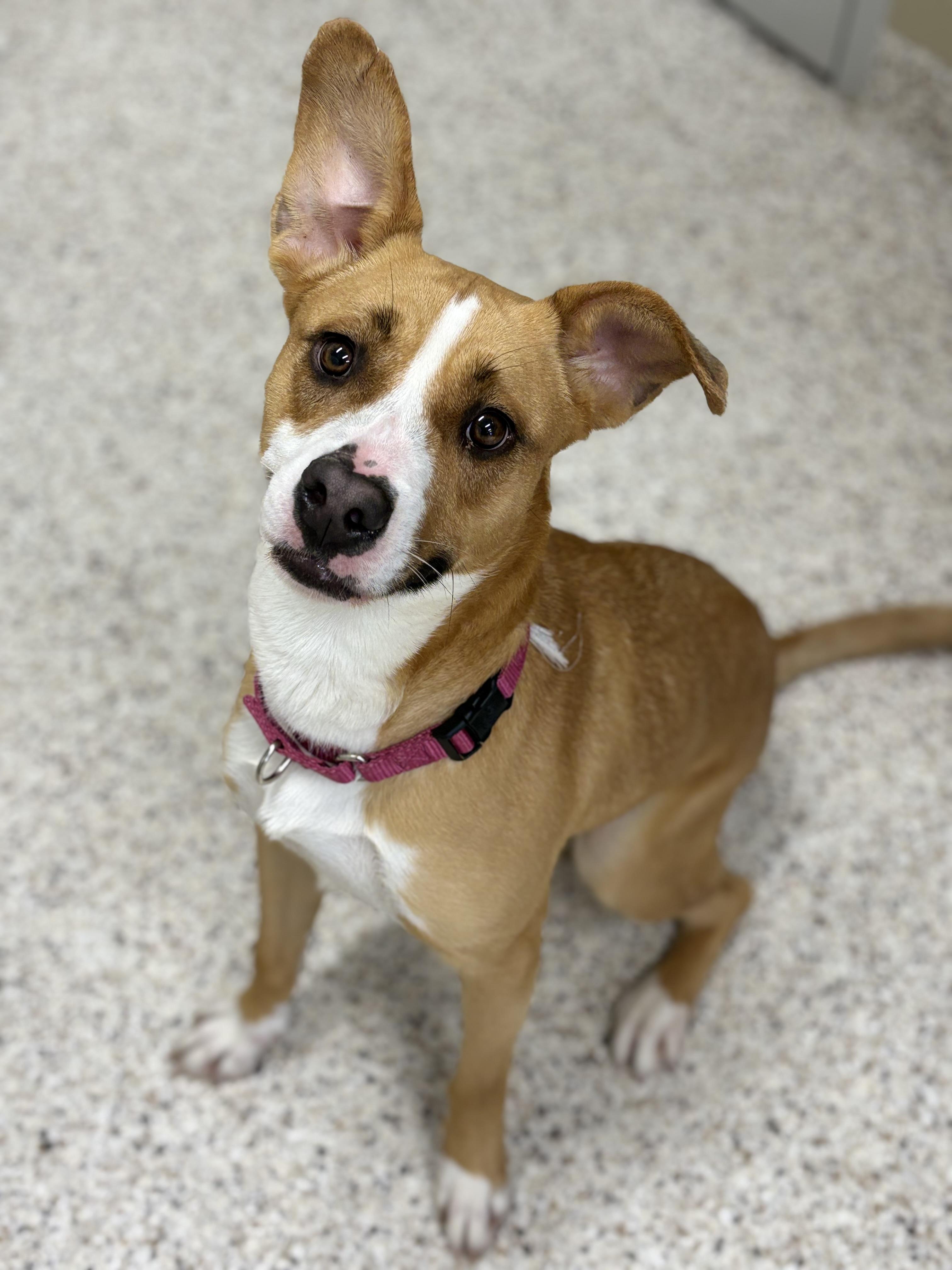 Buttons, ADOPTABLE, Adult Female Terrier.