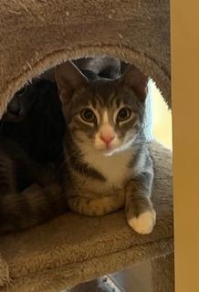 Johnnie 5, Adoptable, Kitten Female Domestic Short Hair.