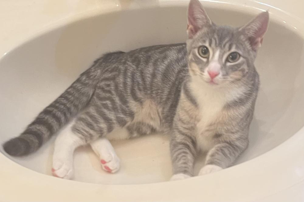 Johnnie 5, a Adoptable Domestic Short Hair in Stafford, VA image 4/4