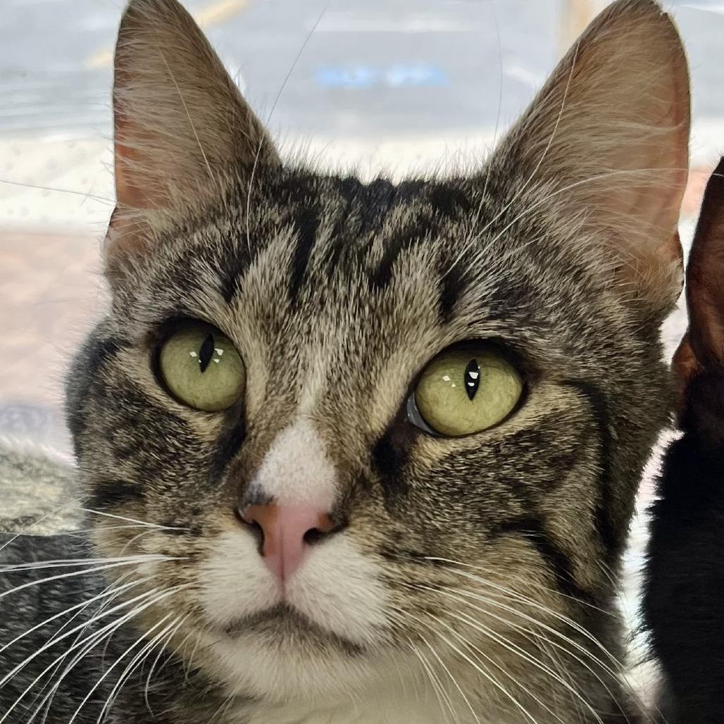 Charlie, Adoptable, Adult Male Domestic Short Hair.