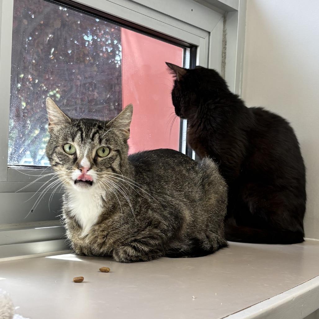 Charlie, a Adoptable Domestic Short Hair in Murray, UT image 2/4