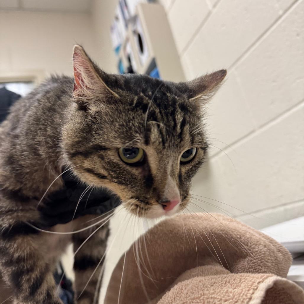 Charlie, a Adoptable Domestic Short Hair in Murray, UT image 4/4