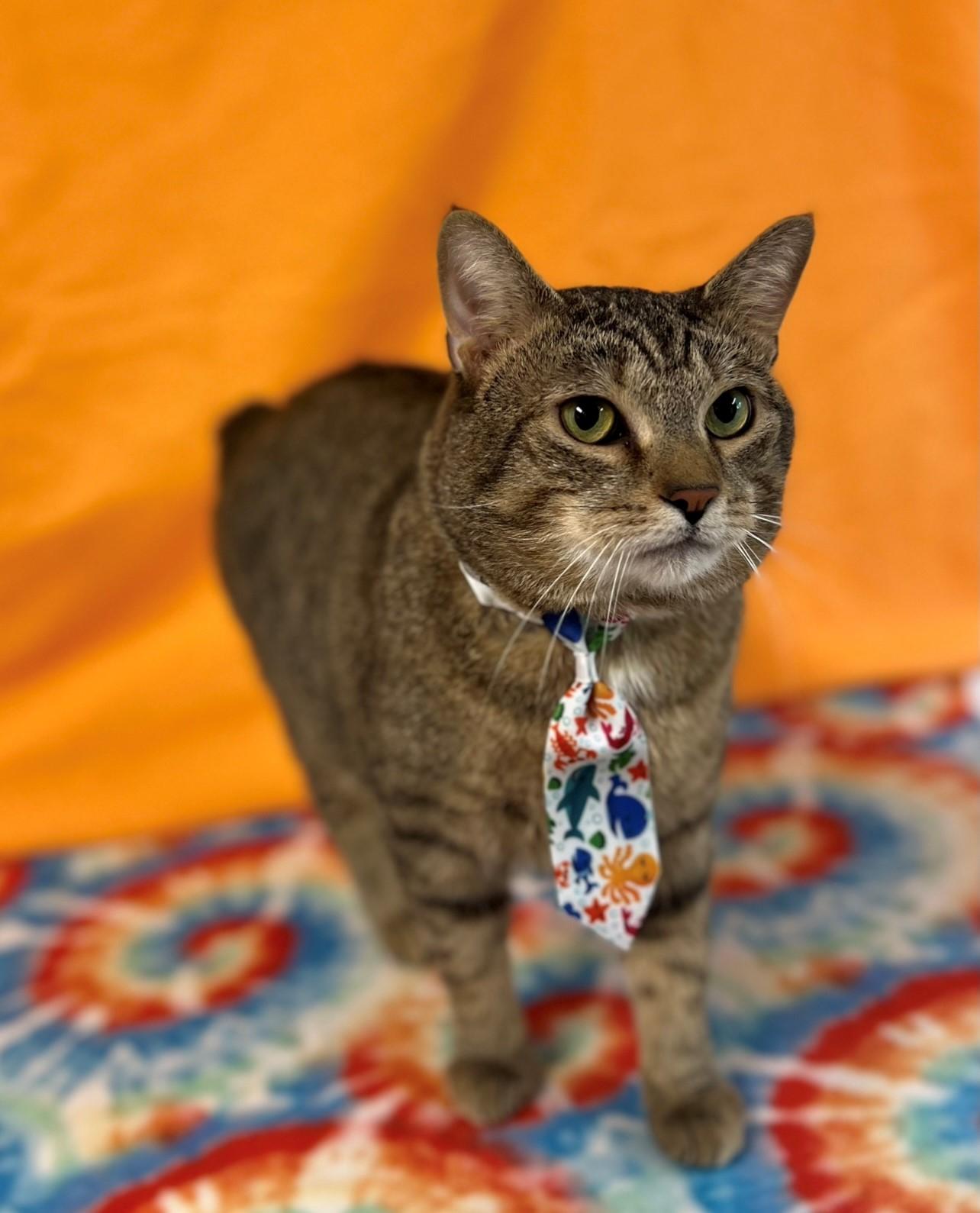 Max, Adult Male Domestic Short Hair
