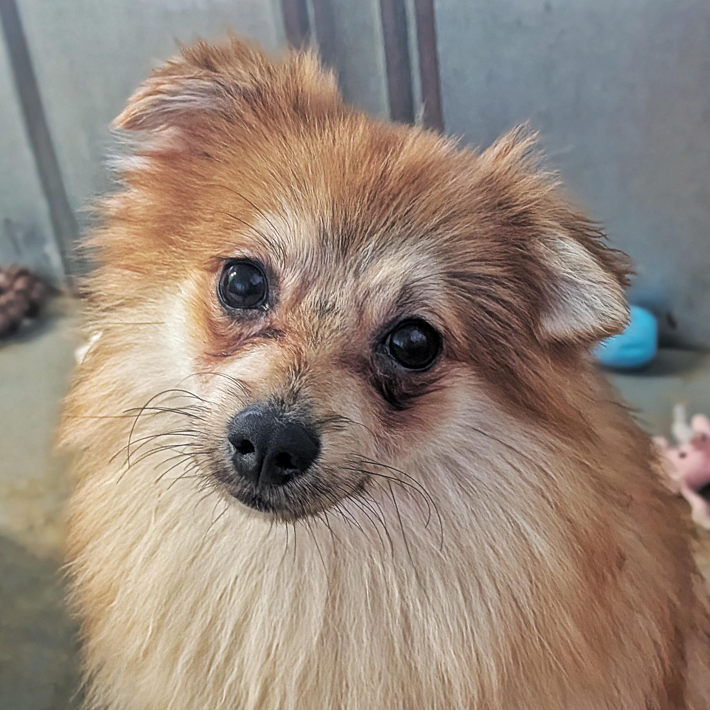 Enlarge Coconut & Honey, a ADOPTABLE Pomeranian in Eustis, FL image 3/3