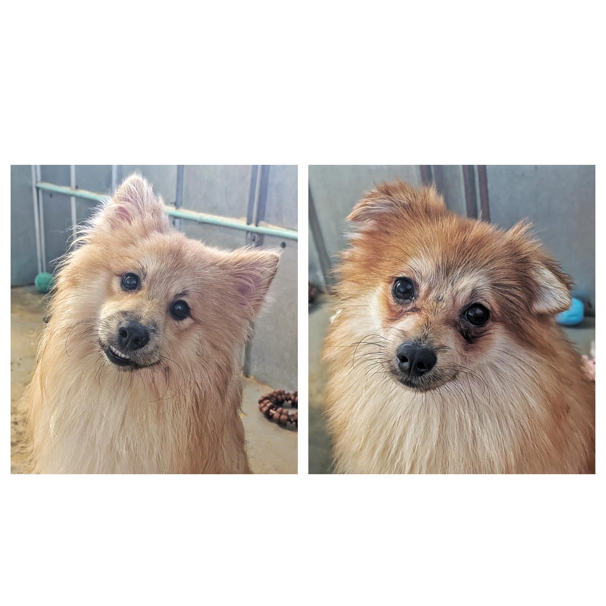 Enlarge Coconut & Honey, a ADOPTABLE Pomeranian in Eustis, FL image 1/3