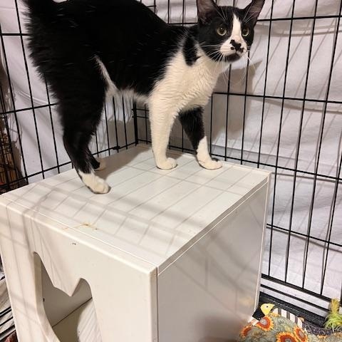 Enlarge GLITZ, a Adoptable Tuxedo in Lake Ozark, MO image 3/4