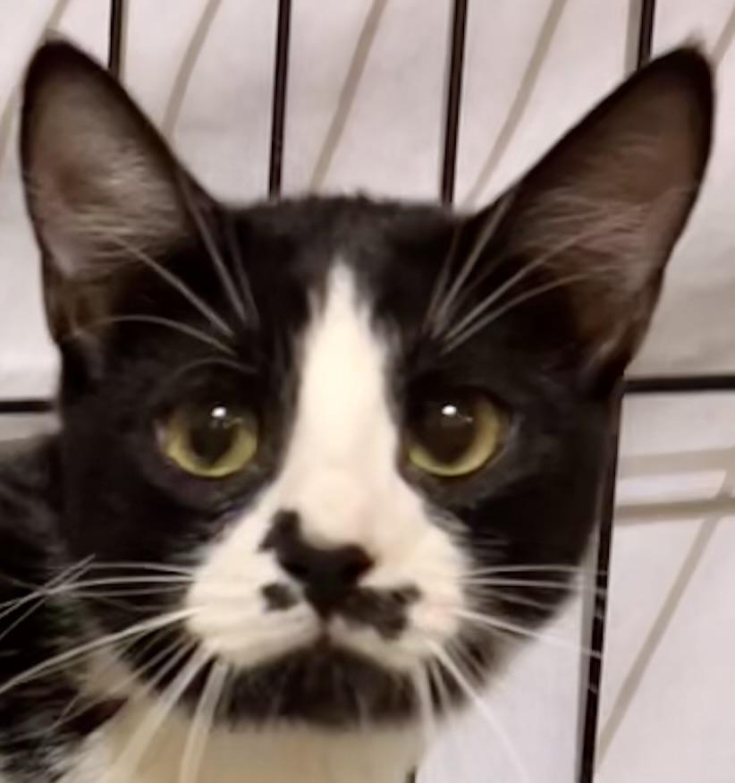 GLITZ, Adoptable, Young Male Tuxedo.