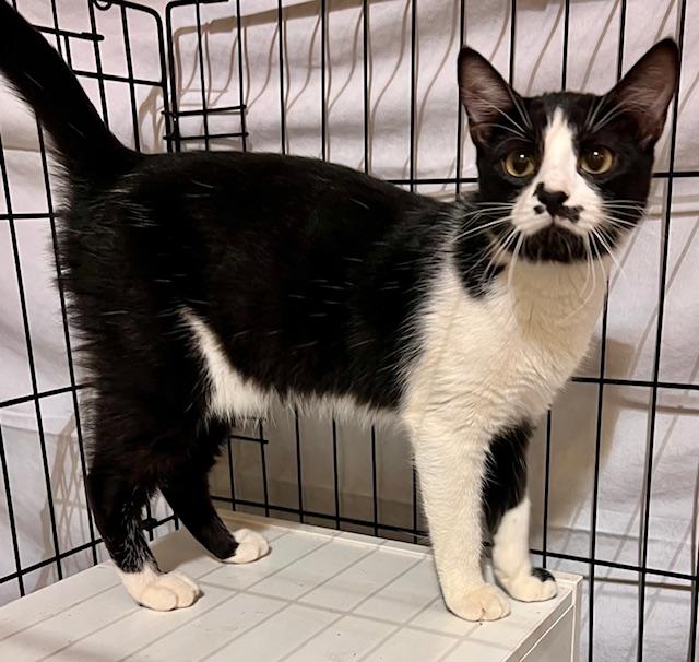 Enlarge GLITZ, a Adoptable Tuxedo in Lake Ozark, MO image 4/4