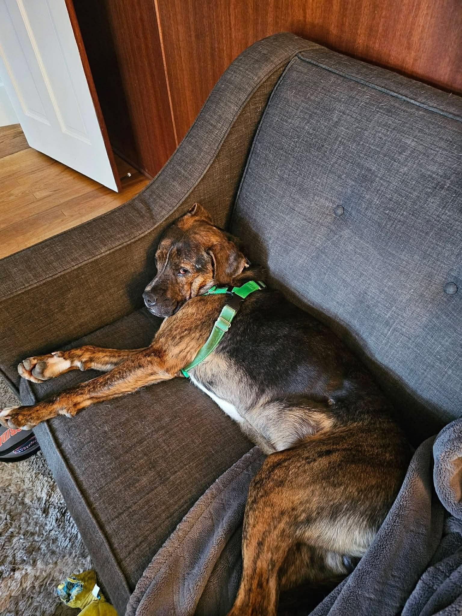 Bear, Adoptable, Young Male Plott Hound & American Staffordshire Terrier.